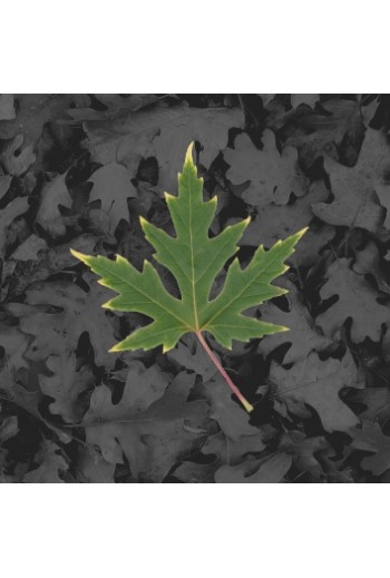 Green Leaf - Aluminum Print