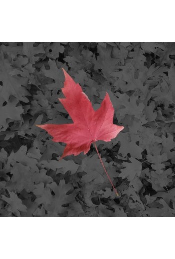 Red Leaf - Aluminum Print