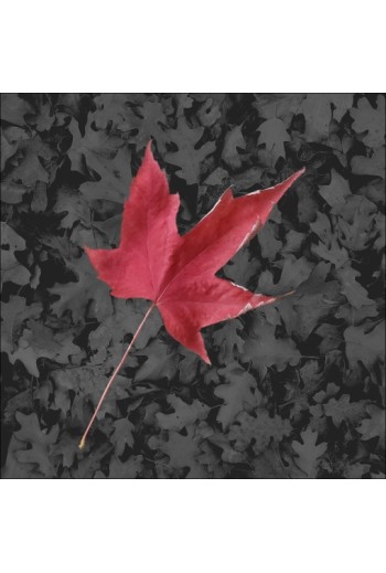 Another Red Leaf