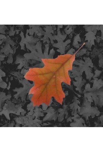 Red and Orange Leaf