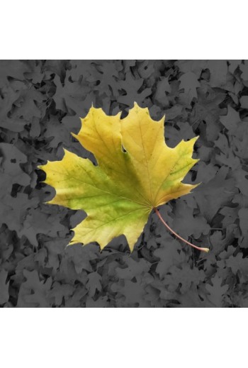 Yellow and green Leaf