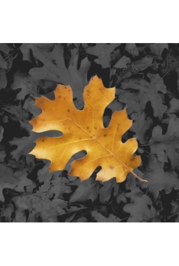 Large Yellow Oak Leaf